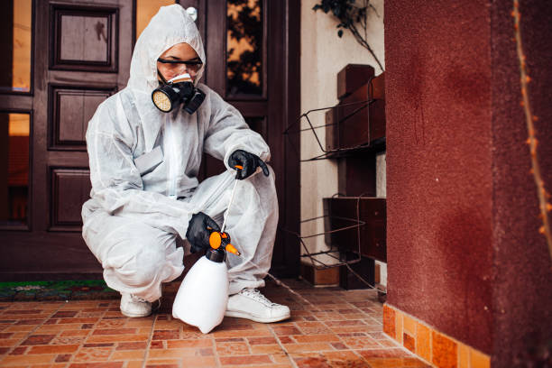 Reliable Wasp Removal contractor in Ladue, MO by Show Me Pest Control